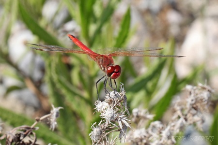 Red-veined Darter (Sympetrum fonscolombii) ♂. Steve Covey
