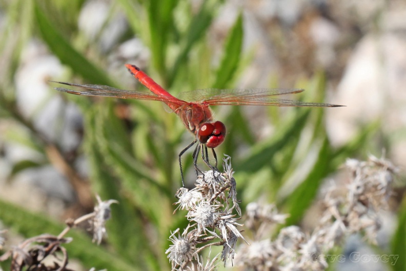 Red-veinedDarter(Sympetrum_fonscolombii)♂_PaliomyliRiver_Nr_Kalathos_Rhodes_2012-05-20.jpg