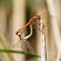 Common Darter (Sympetrum striolatum ) Mark Elvin
