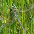 Emperor Dragonfly (Anax imperator) Alan Prowse