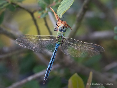 Emperor Dragonfly (Anax imperator) Graham Carey