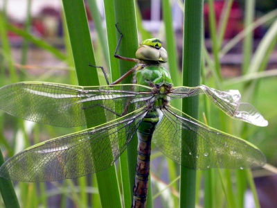emperor (Anax imperator) Kenneth Noble
