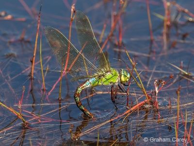 Emperor Dragonfly (Anax imperator) Graham Carey