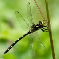 Two-toothed or Sombre Goldenring [Cordulegaster bidentata] Mark Elvin
