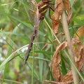 Brown Hawker [Aeshna grandis] male. Steve Covey