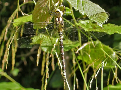 Southern Hawker [Aeshna cyanea]. Immature male. Steve Covey