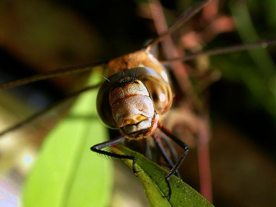 migrant hawker - mature male - (Aeshna mixta) Kenneth Noble