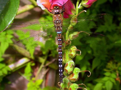 migrant hawker - mature male - (Aeshna mixta) Kenneth Noble