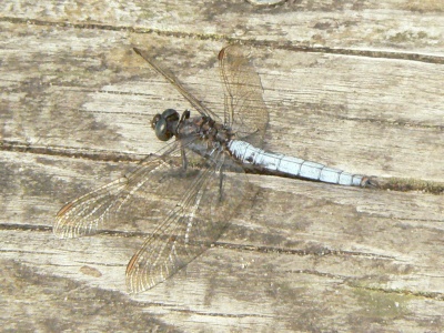 Keeled Skimmer male (Orthetrum coerulescens) Alan Prowse