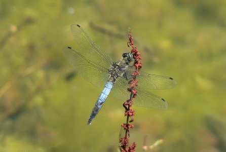 Black-tailed Skimmer male (Orthetrum cancellatum) Alan Prowse