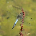 Black-tailed Skimmer male (Orthetrum cancellatum) Alan Prowse