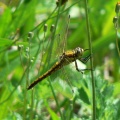 Black-tailed Skimmer female (Orthetrum cancellatum) Alan Prowse