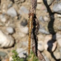 Epaulet Skimmer (Orthetrum chrysostigma) teneral ♀. Steve Covey