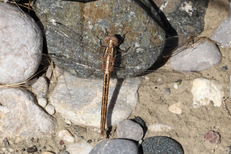 Small Skimmer (Orthetrum taeniolatum) teneral ♂. Steve Covey