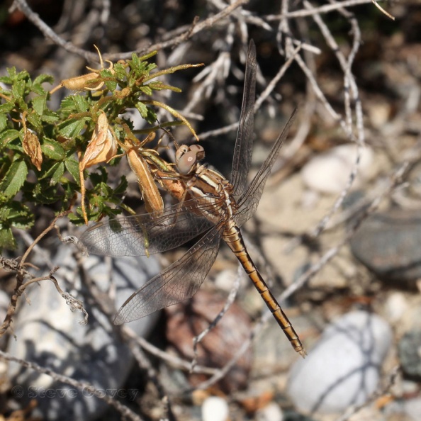 SmallSkimmer(Orthetrum_taeniolatum)ten_♂_PaliomyliRiver_Nr_Kalathos_Rhodes02_2012-05-20.jpg