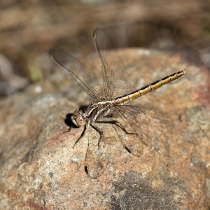 Small Skimmer (Orthetrum taeniolatum) ♀. Steve Covey