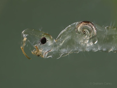 Phantom Midge Larvae (Chaoborus sp.) Graham Carey
