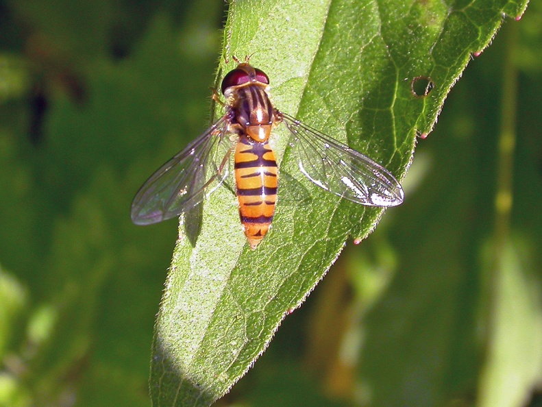 Episyrphus balteatus, "marmalade fly", hoverfly - Kenneth Noble - 174.jpg 174.jpg