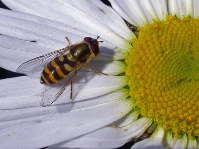 Syrphus ribesii, female, hoverfly, Kenneth Noble