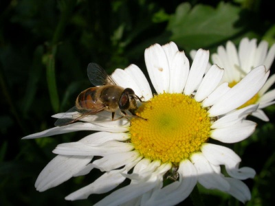 Eristalis tenax, male, hoverfly, Kenneth Noble