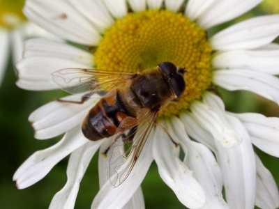 Eristalis tenax, male, hoverfly, Kenneth Noble