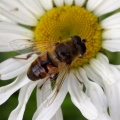 Eristalis tenax, male, hoverfly, Kenneth Noble