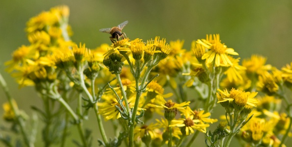 Hoverfly (Syrphus sp) Mark Elvin