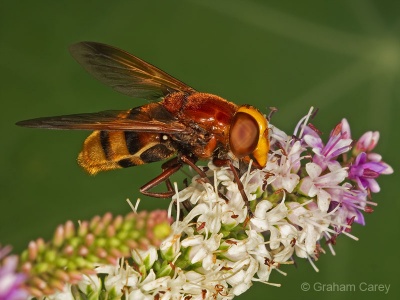 Volucella zonaria, hoverfly, Graham Carey