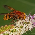 Volucella zonaria, hoverfly, Graham Carey