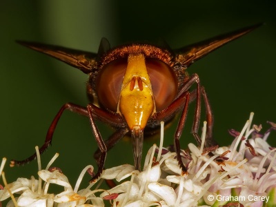 Volucella zonaria, hoverfly, Graham Carey