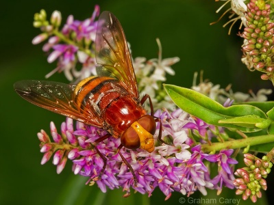 Volucella zonaria, hoverfly, Graham Carey