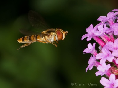 Marmalade Fly (Episyrphus balteatus) Graham Carey