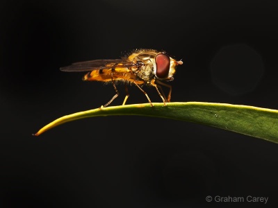 Marmalade Fly (Episyrphus balteatus) Graham Carey