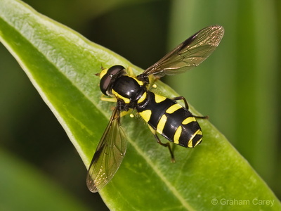 Xanthogramma pedissequum, hoverfly, Graham Carey