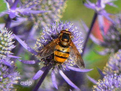 Volucella inanis,  hoverfly, male, Alan Prowse