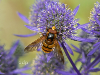 Volucella inanis, male, Alan Prowse