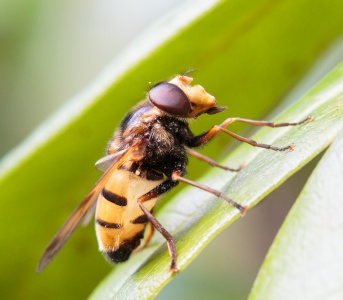 Volucella inanis (Hoverfly) - Mark Elvin