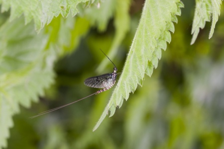 May Fly -  Ephemeroptera (Mark Elvin)