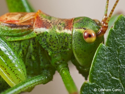 Speckled Bush-cricket (Leptophyes punctatissima) Graham Carey