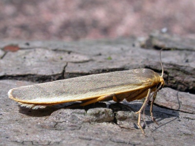 scarce footman (Eilema complana) Kenneth Noble