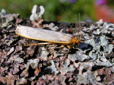 scarce footman (Eilema complana) Kenneth Noble