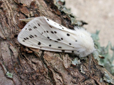 white ermine (Spilosoma lubricipeda) Kenneth Noble