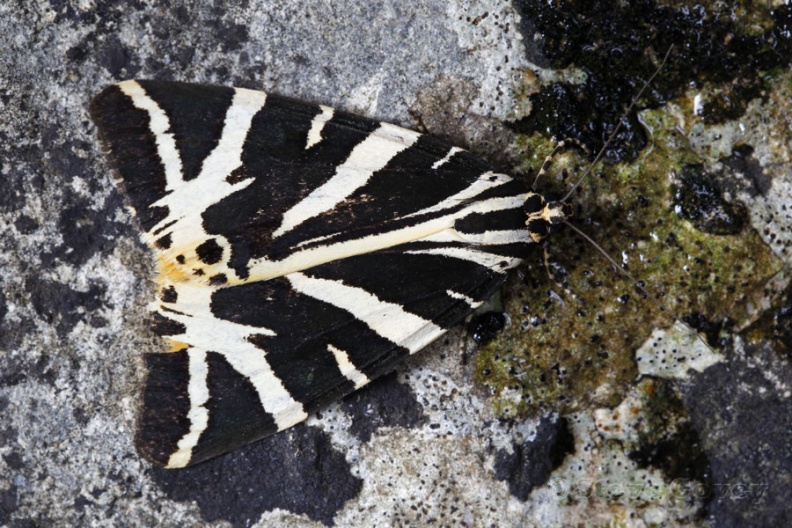 Only the 2nd record for Wiltshire...more to come hopefully as they seem to be expanding Northwards. Trowbridge, Wiltshire, UK. 2013-08-12. JerseyTiger_Trowbridge.jpg