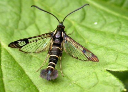 Currant Clearwing [Synanthedon tipuliformis] male. Steve Covey