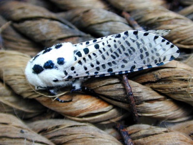Leopard Moth (Zeuzera pyrina) Steve Gale, Banstead, Surrey