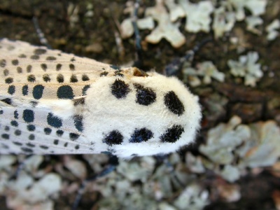 leopard moth (Zeuzera pyrina) Kenneth Noble
