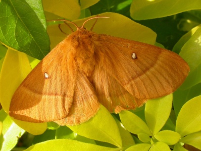 oak eggar female (Lasiocampa quercus) Kenneth Noble