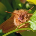 oak eggar female (Lasiocampa quercus) Kenneth Noble