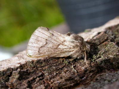 pale eggar (Trichiura crataegi) Kenneth Noble