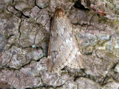 March moth (Alsophila aescularia) Kenneth Noble